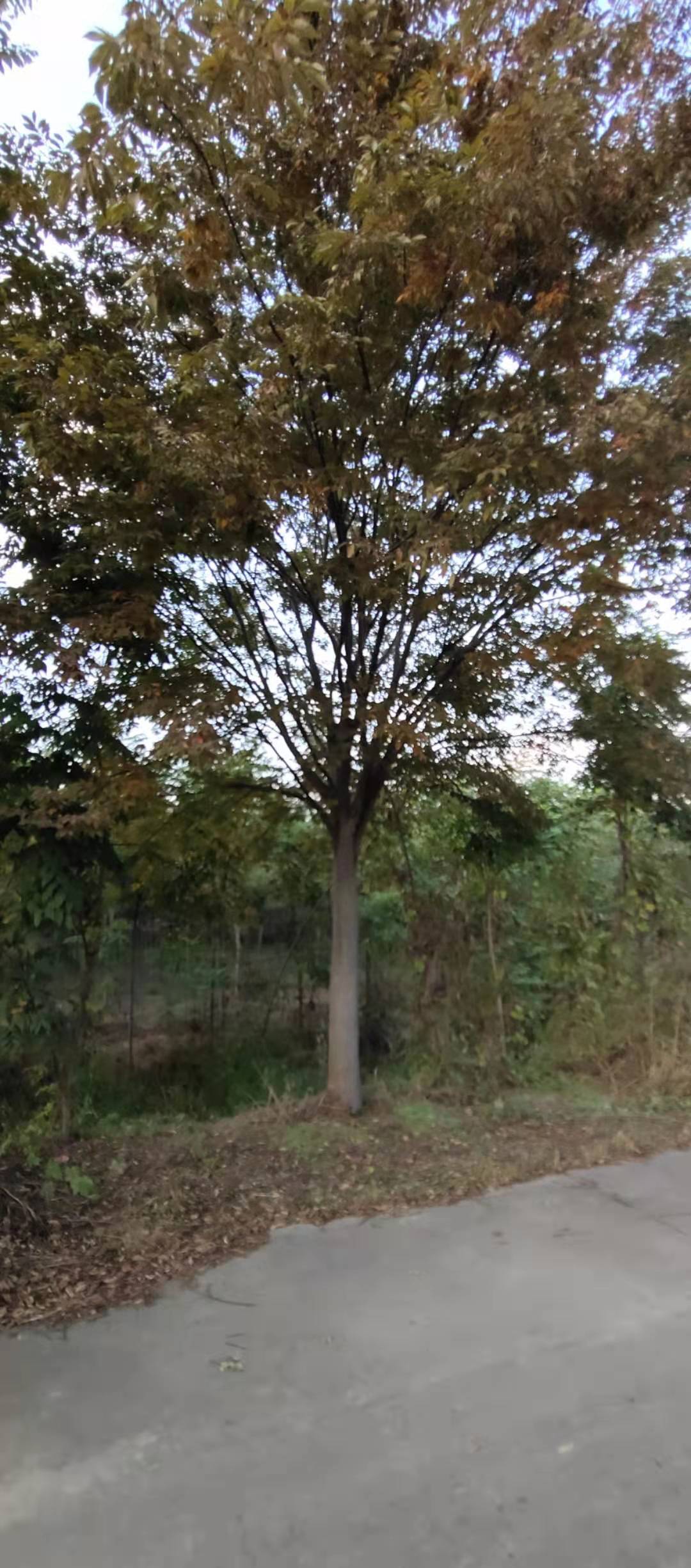 榉树